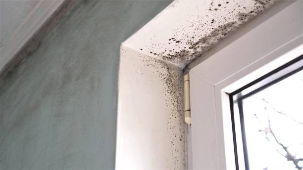 Best Professional Mold Removal  in Columbia, MD